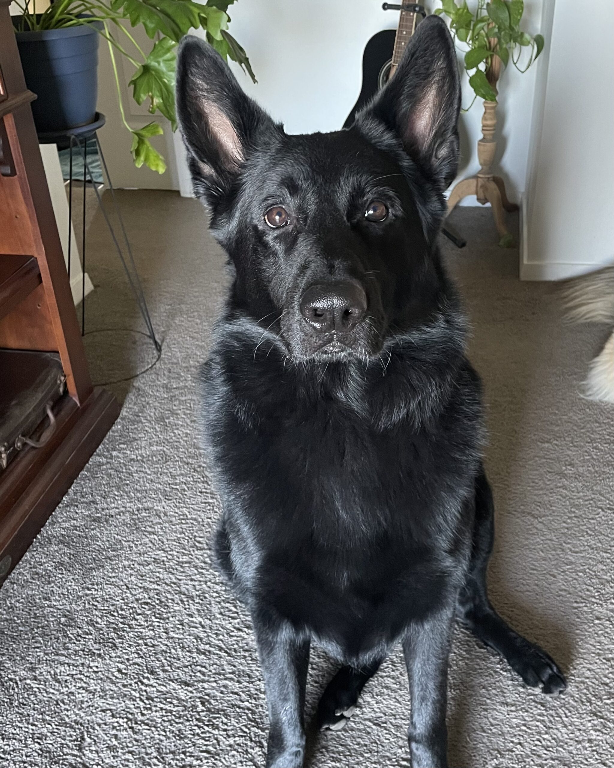 Black German Shepherd dog, the MindBalance Psychology mascot, sitting calmly with a friendly expression